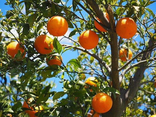 entretien d'arbres fruitiers