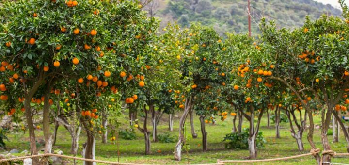 Vérifier la santé des arbres fruitiers en pépinière : signes à observer avant l'achat